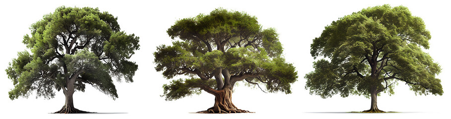 Wall Mural - beautiful big tree on transparent background