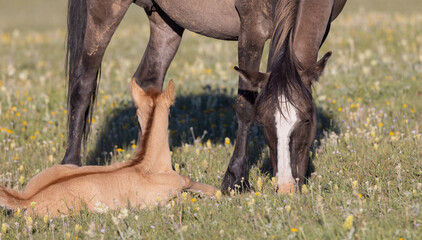  Wild Horse Mare and Foal in Summer in the Pryor Mountains Montana