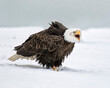 Mature Bald Eagle calling/ squawking in the snow