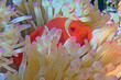 Maroon Clownfish in a white anemone with purple tips