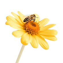 Bee On Flower Isolated On Transparent Background Cutout