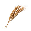 ear of wheat isolated on transparent background cutout