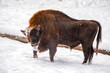 bison in snow