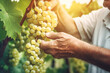Man pick ripe grapes from plants in vineyard. Generative AI.