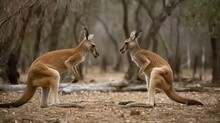 Two Kangaroos Fighting In A Boxing Match. Generative AI