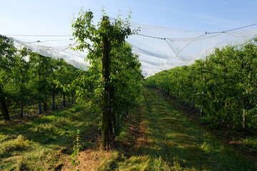 Sticker - Orchards in the Loire valley. Saint-Pryvé-Saint-Mesmin village