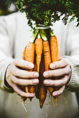 Canvas Print - Organic vegetables. Healthy food. Fresh organic carrots in farmers hands