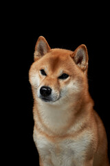 Wall Mural - dog on a black background. Attentive pet. Beautiful shiba inu in the studio