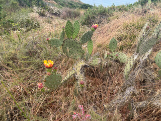 Wall Mural - Torrey Pines State Nature Preserve, San Diego, California, Looking at Flowering Prickly Pear Cactus along the Trail