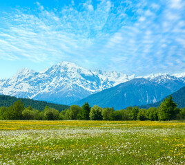 Poster - Spring blossoming dandelion Alpine mountain meadow (Italy) with blue cloudy sky