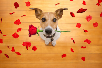 Sticker - Jack russell dog in love on valentines day, rose in mouth, with sunglasses and cool gesture,isolated on wood background