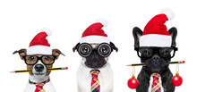 Row Or Group Of Dogs In Working Team With Nerd Glasses As An Office Business Worker, Isolated On White Background, On Christmas Holidays Vacation With Red Santa Claus Hats
