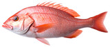 Red Snapper Fish. Isolated on Transparent Background