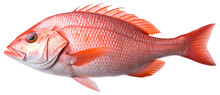 Red Snapper Fish. Isolated On Transparent Background. Generative Ai