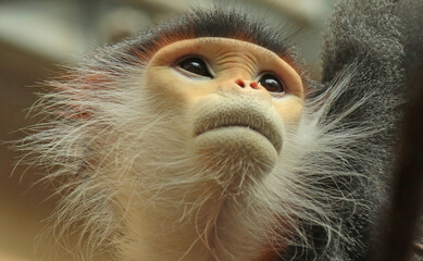 close up of a baboon