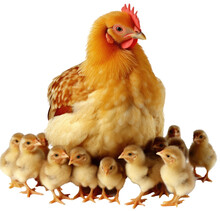 Brown Chicken Together With Baby Chicks Isolated On White Background As Transparent PNG, Generative AI