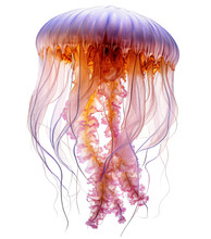 Jellyfish Isolated On The Transparent Background PNG. AI Generative.