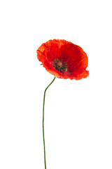 Wall Mural - Bright red poppy flower isolated on white background