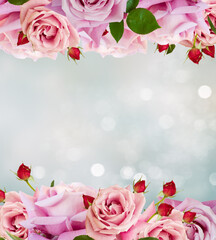 Wall Mural - Pink blooming rose buds and flowers in rose garden with lights bokeh, copy space on blue abstract background