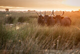 Fototapeta Londyn - bulls in the Camargue area