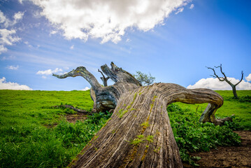 Poster - Perspective view to the blue sky from fallen oak