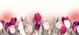 Fototapeta Tulipany - Tulip pastel flower panoramic border on white. Greeting card background template. Vintage toned