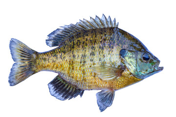 fresh caught bluegill sunfish from a northern minnesota lake isolated on white