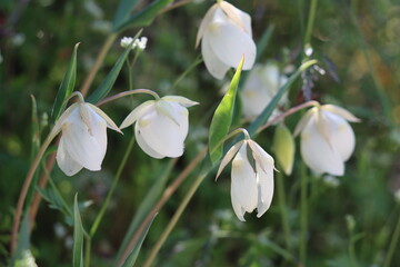 Wall Mural - White Globe Lily, Calochortus Albus, displaying springtime blooms in the San Rafael Mountains, a native perennial monoclinous herb with exiguous cyme inflorescences.