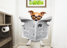 Jack Russell Terrier, Sitting On A Toilet Seat With Digestion Problems Or Constipation Reading The Gossip Magazine Or Newspaper