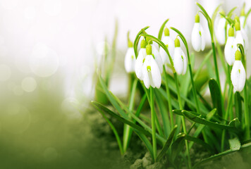 Canvas Print - White small flowers in shape of drops under the bright sun. Spring picture.