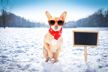 Poster - cool funny freezing icy dog in snow with sunglasses and scarf, sitting and waiting to go for a walk with owner, blackboard to the side