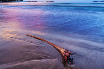 Poster - Sunrise over the sea. Old log lying on the coastline of Mediterranean Sea in Turkey.