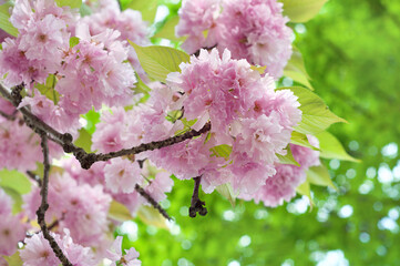 Poster - Beautiful japanese sakura blossom in spring time. Pink cherry flowers on a green leaves background