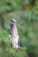 Poster - Gray heron with neck outstretched in the forest environment of a European forest. Calm shot of sunny summer nature.