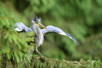 Poster - Gray heron with outstretched wings in a forest environment of coniferous trees. Spring image of European nature. Ardea cinerea