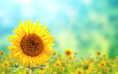 Poster - Bright yellow sunflower on blurred sunny background of green and blue color. Mock up template. Copy space for text