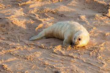 Baby newborn seal with white fluffy coat waiting on the sandy beach for food from mummy. Norfolk coastline at Horsey Gap