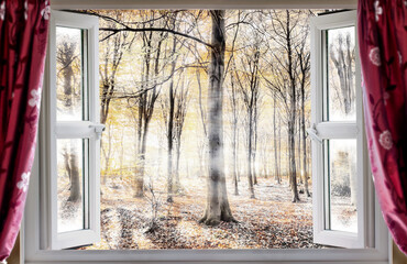 Wall Mural - Whispering woodland viewed through an open window with red curtains during a cold autumn morning. Mist and fog slowly waft though the forest trees