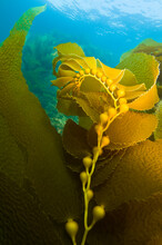 Kelp With Bulbs Underwater Off Channel Islands In California