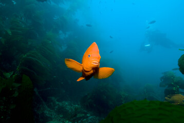 Adult Garibaldi damselfish (Hypsypops rubicundus) in rocky reef