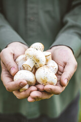 Canvas Print - Organic mushrooms. Healthy food. Fresh mushrooms in farmers hands