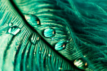 Canvas Print - Soft feather with sparkles with artistic bright light and shadows. Soft blurred background of artistic close-up glitter macro image.