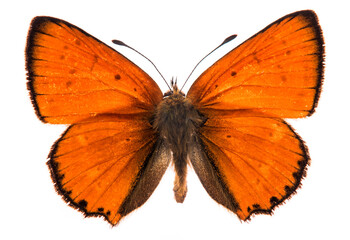 Canvas Print - Male large copper butterfly (Lycaena dispar) isolated on a white background