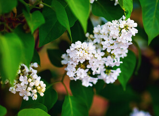 Poster - White lilac flowers in the garden. Spring flowering. Selective focus.