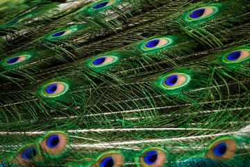 Canvas Print - Peacock green and blue plumage in close up.