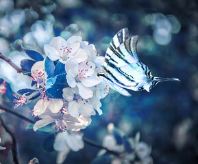 Wall Mural - Beautiful sakura flower cherry blossom and butterfly fluttering over close-up. Greeting card background template. Shallow depth. Soft dark blue toned. Spring magic nature.