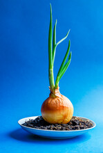 Green Onion With Root Isolated On Blue
