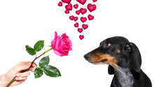 Dachshund Dog With  A Pink Red Rose , In Love With His Owner, For Valentines