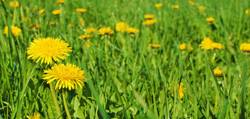 Poster - Yellow Flowers Dandelions And Grass Background With Space For Text