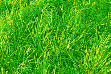 Canvas Print - Wild Meadow Grass In The Morning (with little drops of dew)